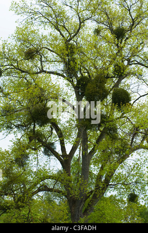 Mistletoe growing within a tree coming into leaf in springtime. Oxfordshire, UK. Stock Photo