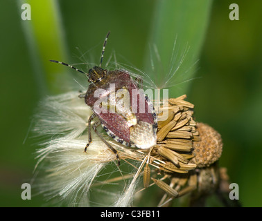 Sloe Bug (Dolycoris baccarum), France Stock Photo