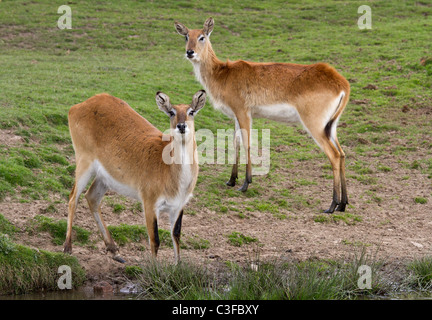 Female Kafue Flats Lechwe Stock Photo