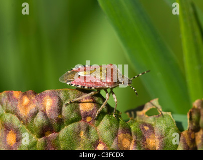 Sloe Bug (Dolycoris baccarum), France Stock Photo