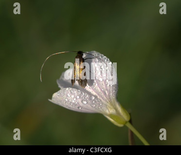 Fairy Long Horn Moth (Nemophora adelidae) on a flower covered in dew, France Stock Photo