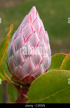 Large flower bud of King Protea Protea cynaroides growing in Tresco Abbey Gardens on the Isles of Scilly Stock Photo