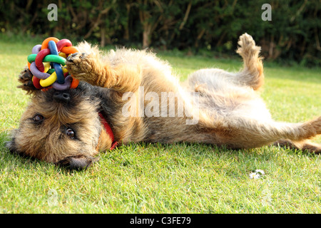 2 year old Border terrier dog Stock Photo