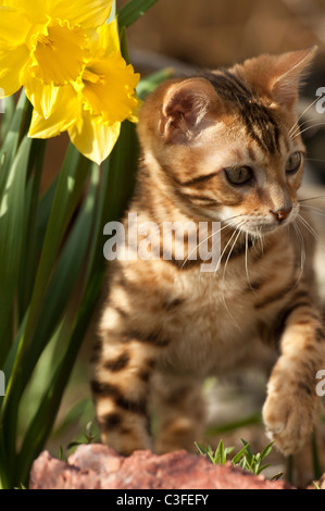 Stock photo of a bengal kitten standing next to daffodils. Stock Photo