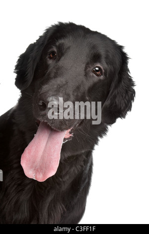 Flat-Coated Retriever in front of a white background Stock Photo