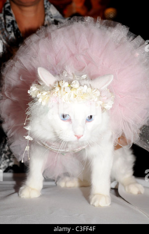 Birthday party for Matilda, The Algonquin's Resident Cat, benefiting NSALA held at The Algonquin Hotel New York City, USA - Stock Photo