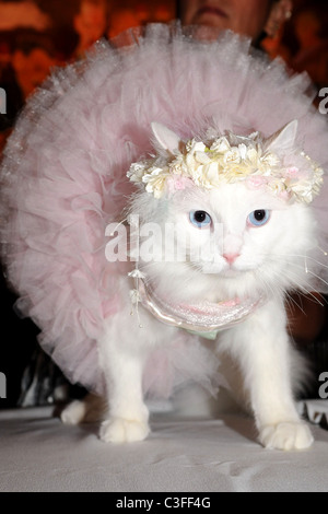 Birthday party for Matilda, The Algonquin's Resident Cat, benefiting NSALA held at The Algonquin Hotel New York City, USA - Stock Photo