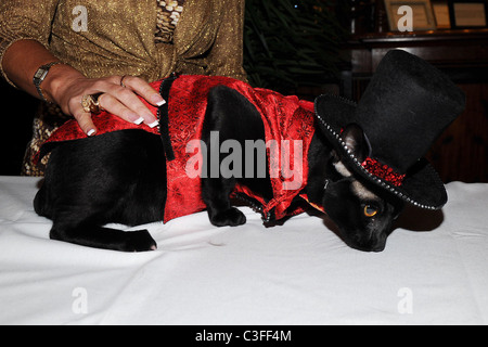 Birthday party for Matilda, The Algonquin's Resident Cat, benefiting NSALA held at The Algonquin Hotel New York City, USA - Stock Photo