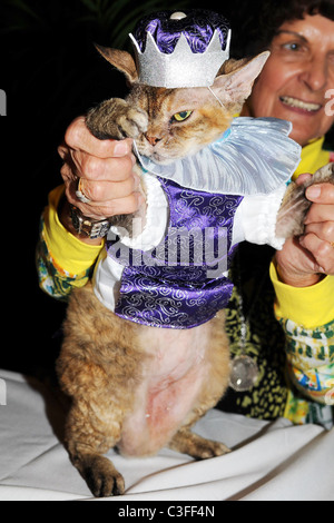 Birthday party for Matilda, The Algonquin's Resident Cat, benefiting NSALA held at The Algonquin Hotel New York City, USA - Stock Photo