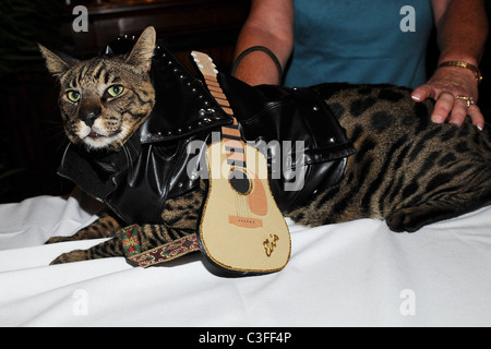 Birthday party for Matilda, The Algonquin's Resident Cat, benefiting NSALA held at The Algonquin Hotel New York City, USA - Stock Photo