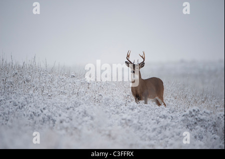White-tailed Buck in snow, Western Montana Stock Photo