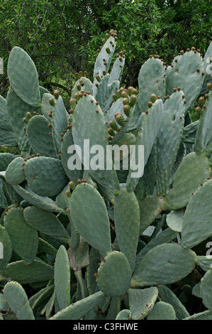 Prickly Pears growing wild in the Cyprus countryside Stock Photo