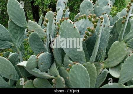 Prickly Pears growing wild in the Cyprus countryside Stock Photo