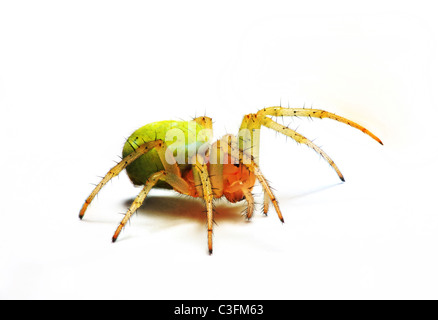 Cucumber spider (Araniella cucurbitina) on white background Stock Photo