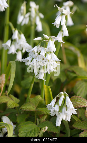 Three Cornered Leek Allium triquetrum grows profusely on the Isles of Scilly in Spring Stock Photo