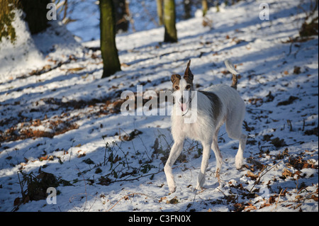 Lurcher in a snow covered wood Stock Photo
