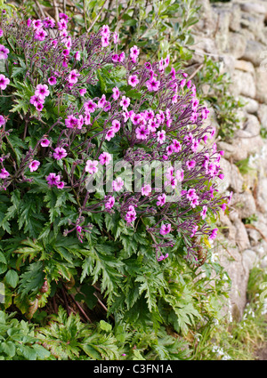 The Madeira cranesbill Geranium maderense flowering in early spring in a hedgerow on the Isles of Scilly Stock Photo