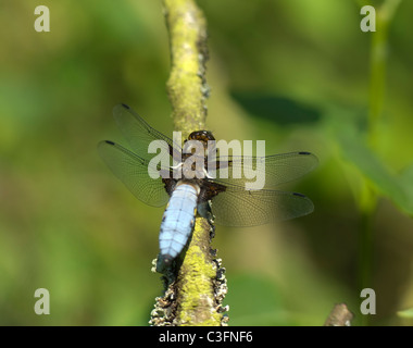 Darter (Libellula depressa), France Stock Photo