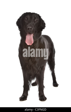 Flat-Coated Retriever in front of a white background Stock Photo