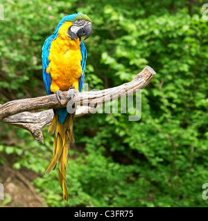 macaw on the branch Stock Photo