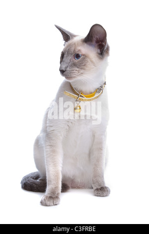 Siamese cat in front of a white background Stock Photo