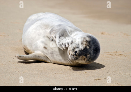 Young seal pup lying on a beach in North Norfolk, England. Stock Photo