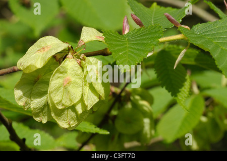 Wych Elm fruits Stock Photo