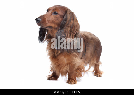 standard long haired Dachshund in front of a white background