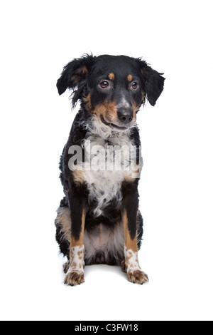 mixed breed dog, kooiker, Frisian Pointer, in front of a white background Stock Photo
