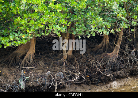 mangrove trees in thailand coastline near krabi Stock Photo