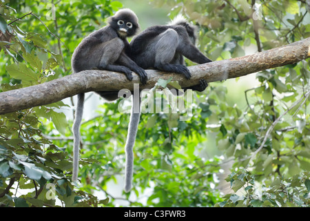 two spectacled langur (Trachypithecus obscurus) on tree branch, thailand Stock Photo