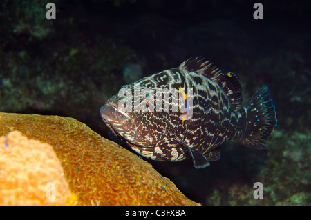 Black groupers are some of the larger predatory fish that can be found on Caribbean reefs. Stock Photo