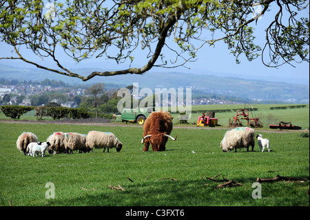 Highland cow in a field with sheep. Stock Photo