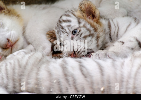 A tiny tiger lying on the ground in the zoo Stock Photo