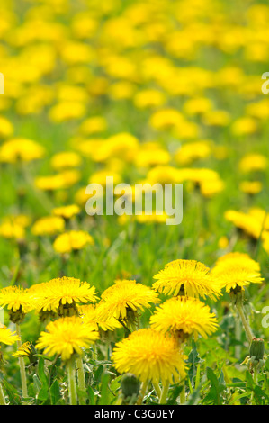 Plenty of dandelions on a meadow Stock Photo