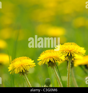 A few dandelions in a square frame Stock Photo