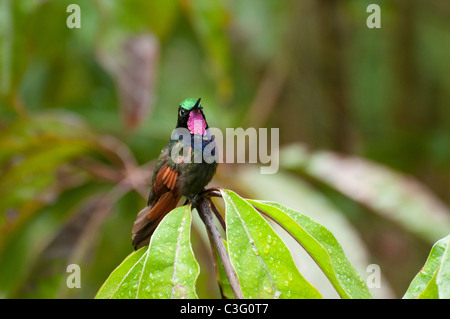 A male Garnet-throated Hummingbird displaying in the Chelemhá Cloud Forest Reserve Stock Photo