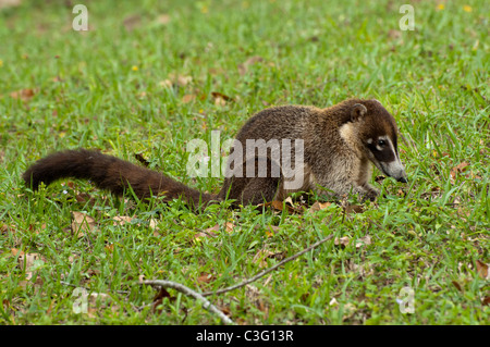 A young White-nosed Coatimundi eats in the grass at Tikal National Park, El Peten, Guatemala Stock Photo