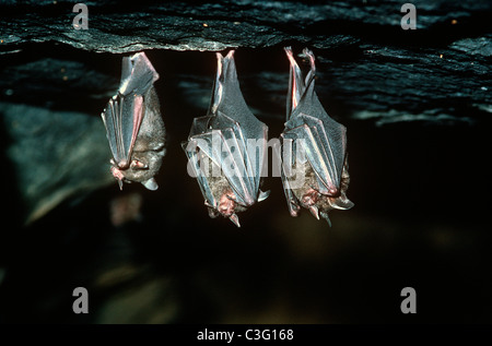 Seba's short-tailed bat / Short-tailed Leaf-nosed Bat (Carollia perspicillata) roosting in a cave in forest Costa Rica Stock Photo