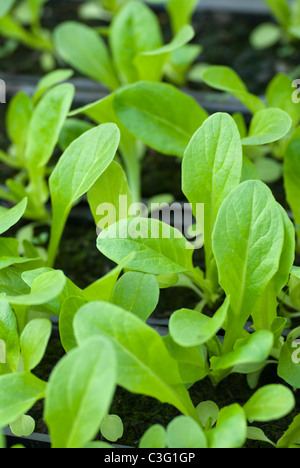 Lettuce seedlings growing in a tray Stock Photo