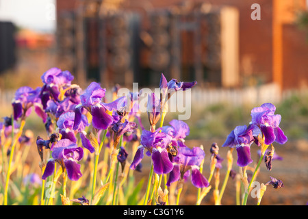 Purple iris growing on waste ground in a heavily industrialised area of Billingham on teeside, UK. Stock Photo