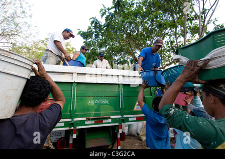 Daily workers picking coffee in the hills of El Rodeo Central Valley Costa Rica Stock Photo