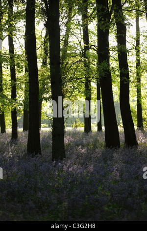Bluebells and beech wood at dawn, England, UK Stock Photo