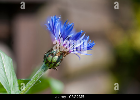 Perennial Cornflower,  Centaurea montana Stock Photo