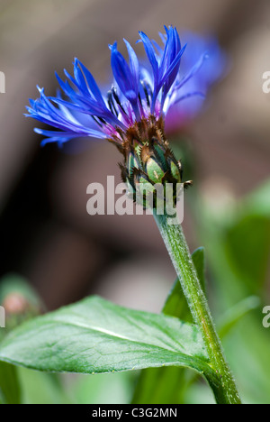 Perennial Cornflower,  Centaurea montana Stock Photo