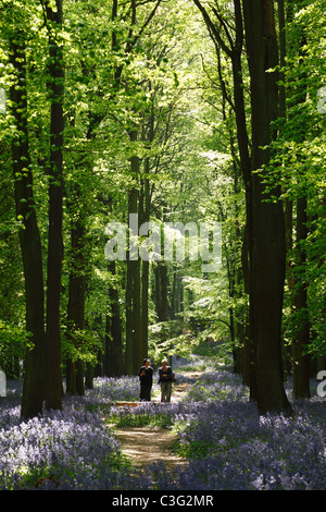 People walking in spring [bluebell wood], [Dockey Wood], [Ashridge Estate], England, UK Stock Photo