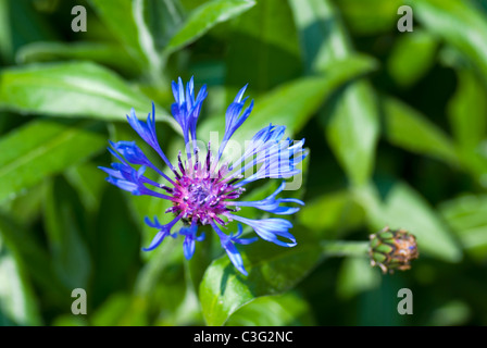 Perennial Cornflower,  Centaurea montana Stock Photo