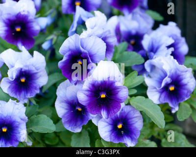 Flowers in the Village of Finchingfield, Essex, UK Stock Photo