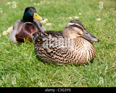 Ducks in the Village of Finchingfield, Essex, UK Stock Photo