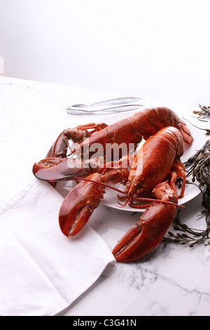 Delicious, fresh seafood, lobster isolated against white background ...